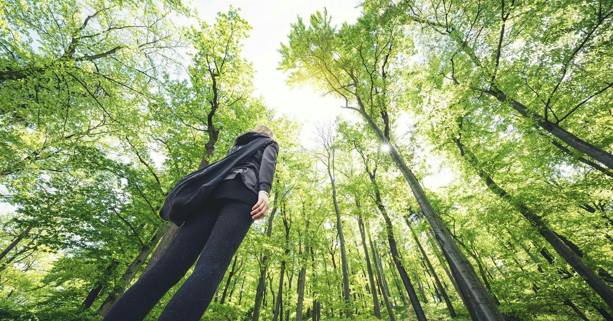 Forest Bathing at Eurobodalla Regional Botanic Garden