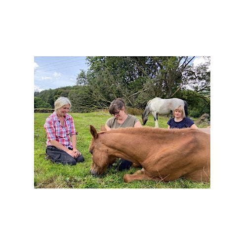 Meditate with horses
