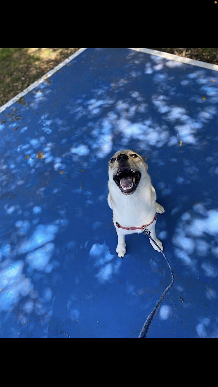 Dog Training Class at Johnson Park