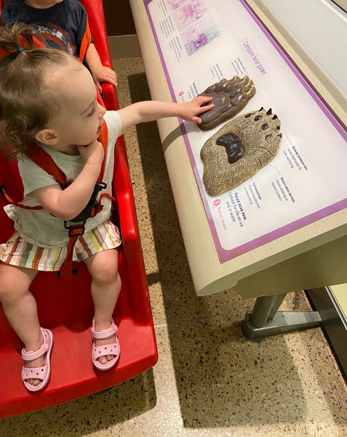 Families Together Workshop - Animal Adaptions