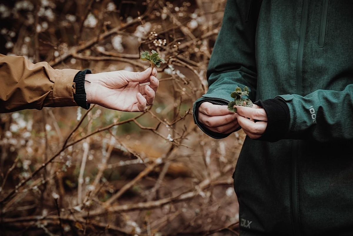 Introduction to  Woodland Foraging