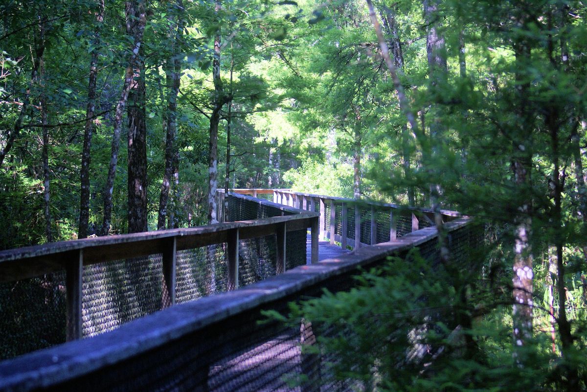 Guided Walk: CREW Bird Rookery Swamp (Wednesday)