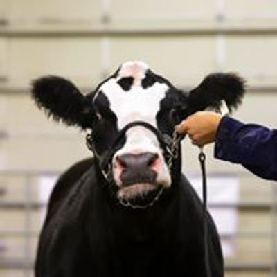 Benton Franklin Fair Beef