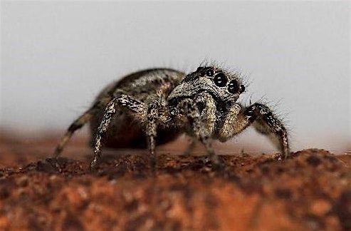 Family Workshop: Amazing Arachnids