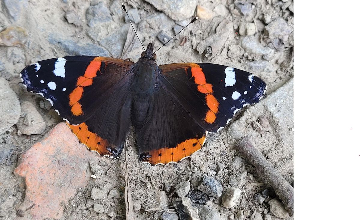 Big Butterfly Count - Kingston Hill Community Garden