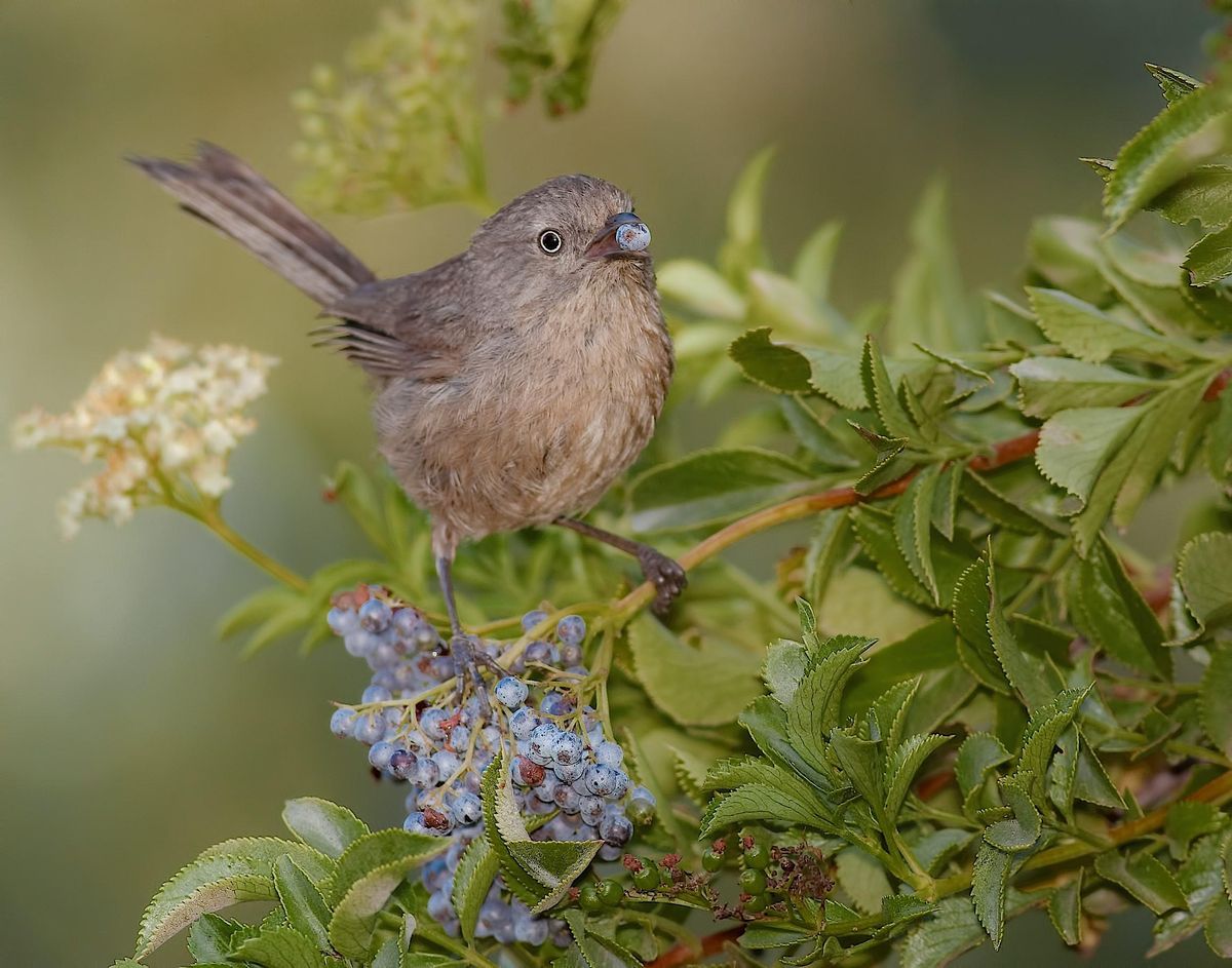 Bird Walk at King Gillette Ranch