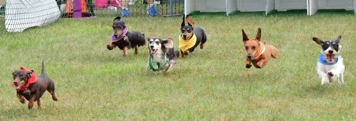 Florida Wiener Dog Derby 14 with Riverfest