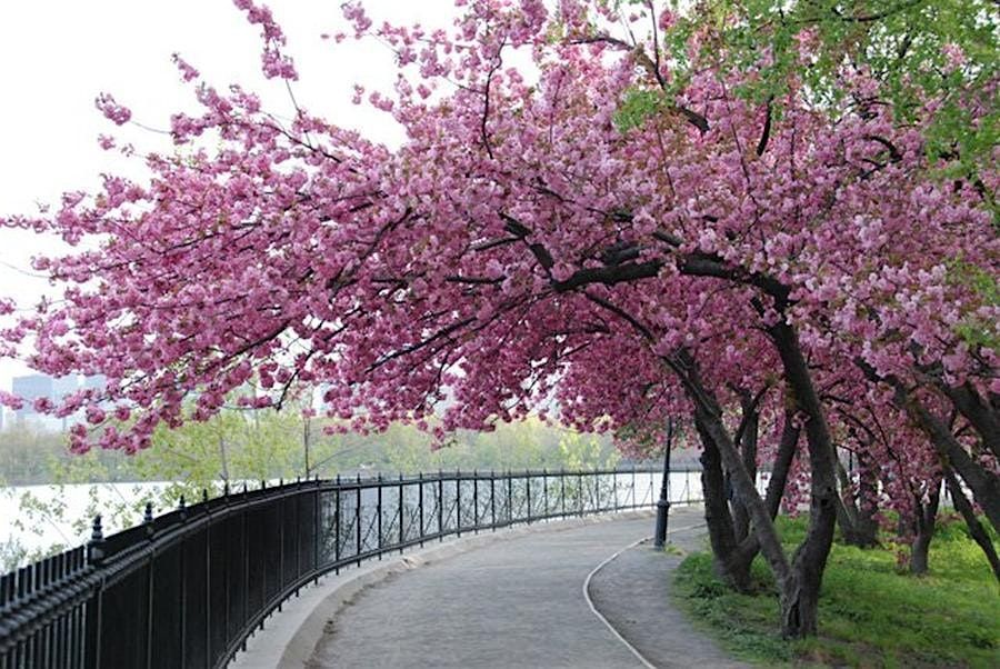 Walk&Talk - Cherry Blossom (Central Park)