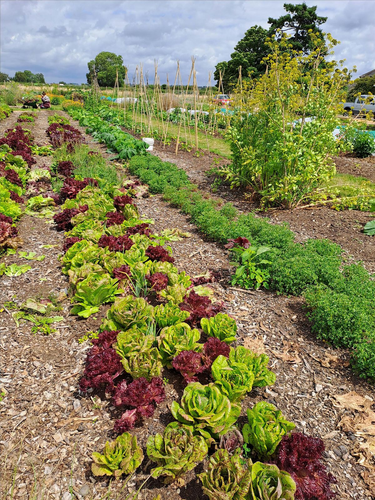 Green Shoots Children's Gardening Club