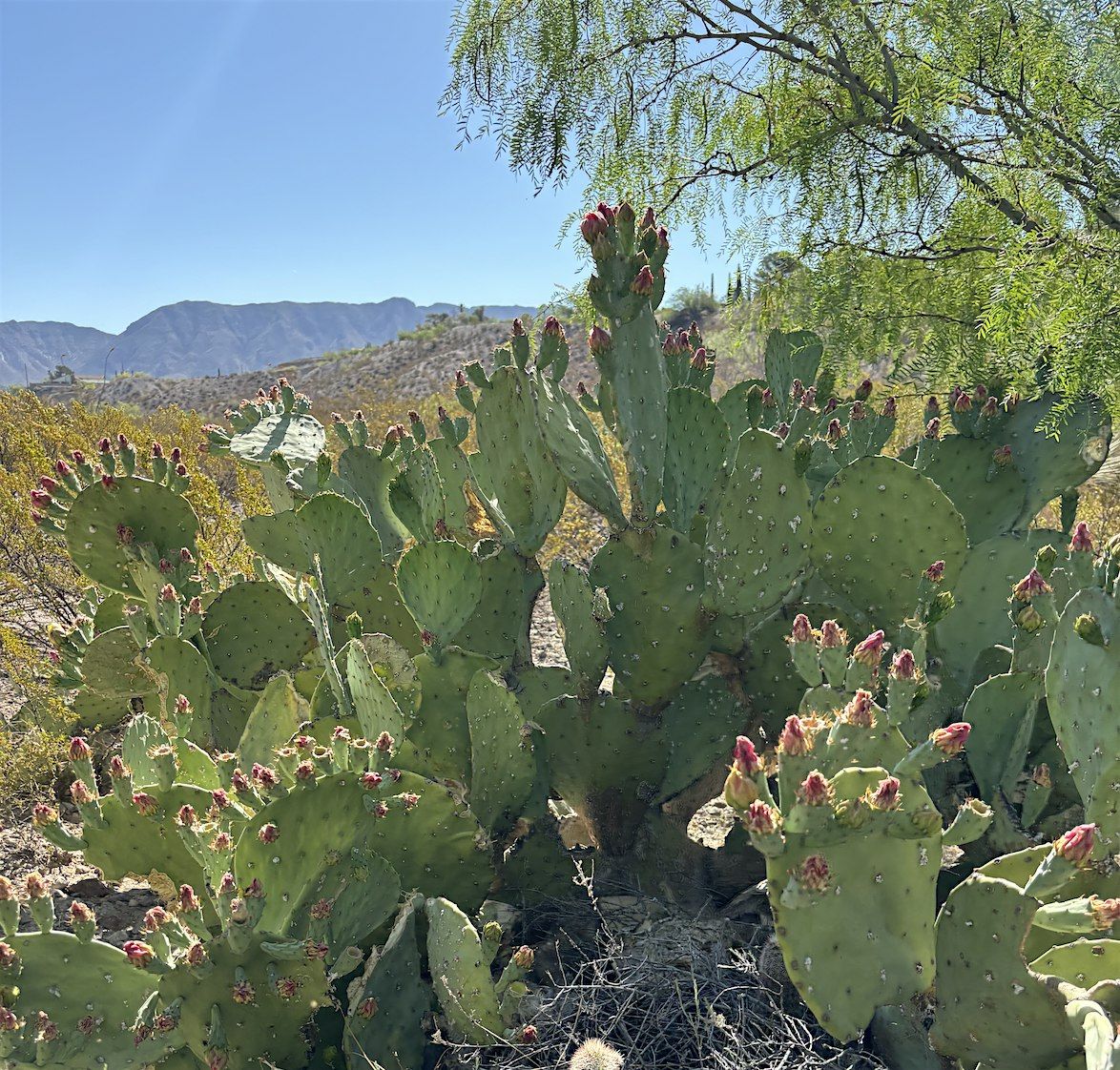 Introduction to Chihuahuan Desert Plants