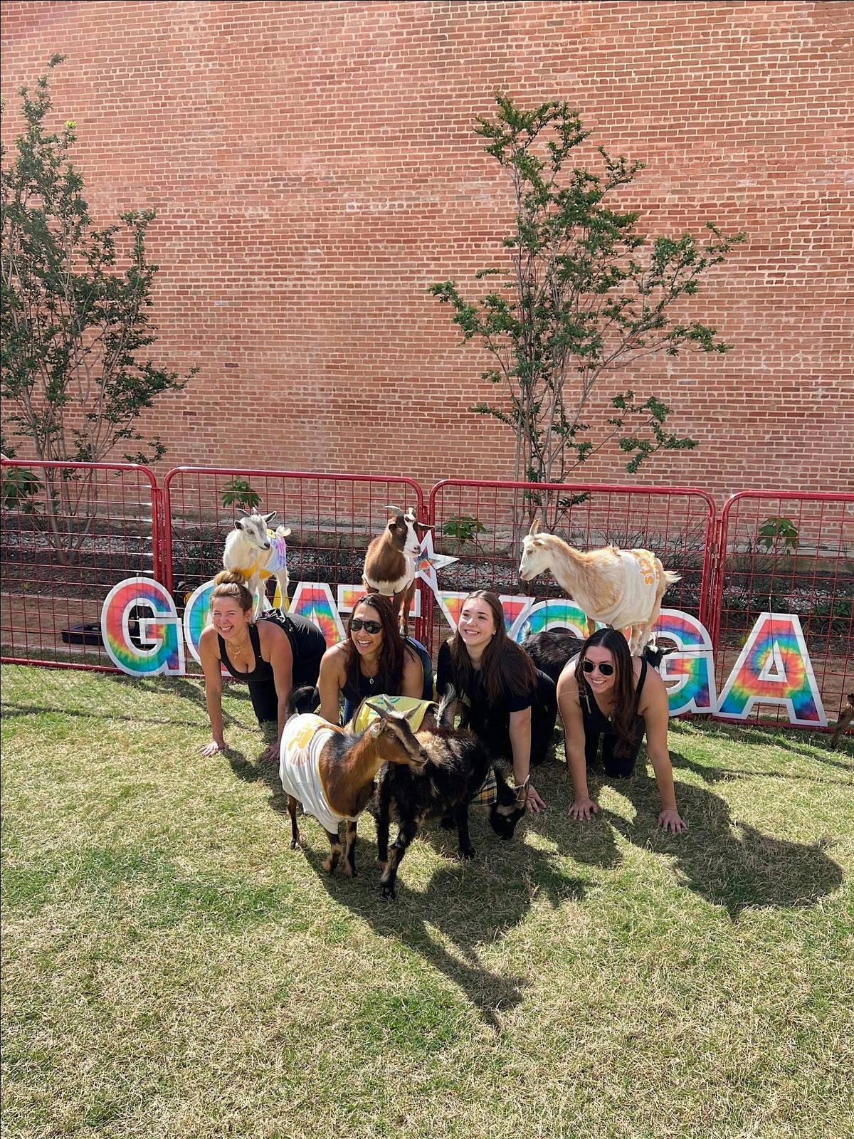 Goat Yoga Dallas @ Harwood Park!