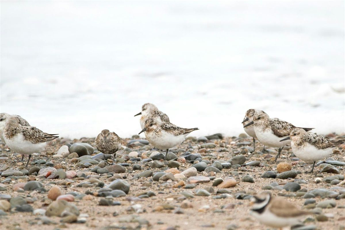 Wading birds walk