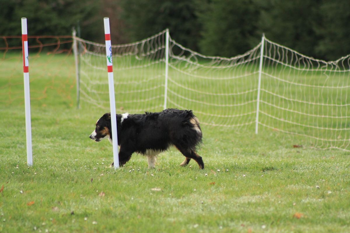 concours d'agility 2025  \u00e0 l'espace canin de Geispolsheim