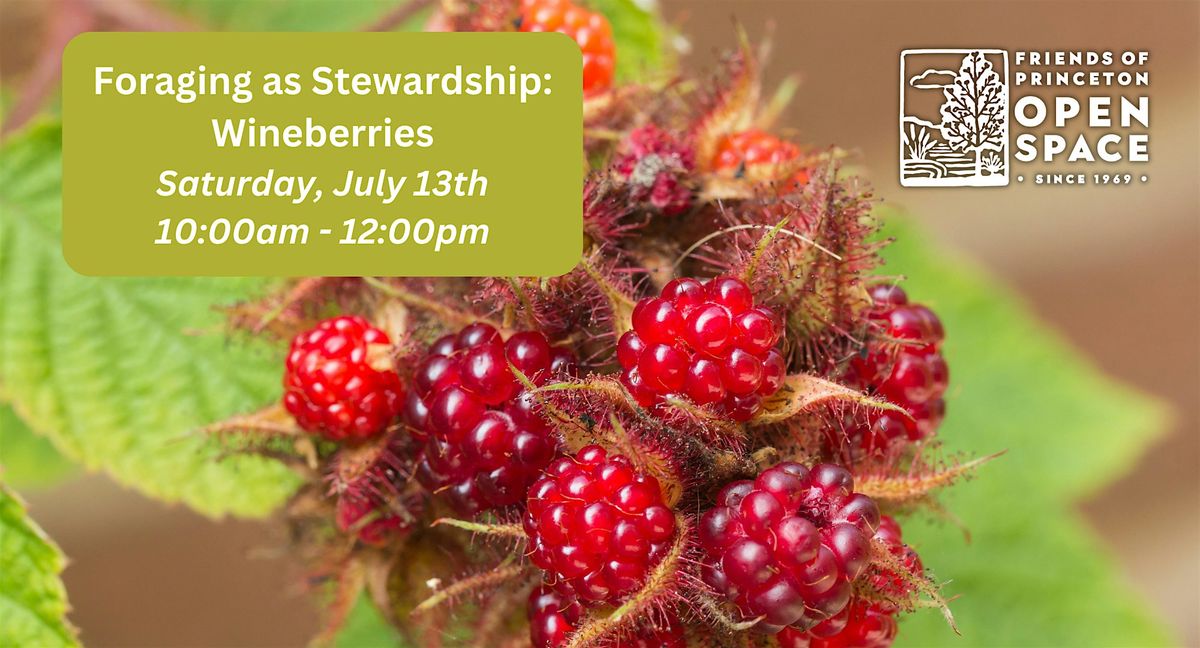 Foraging as Stewardship: Wineberries \/\/ 7.13.24