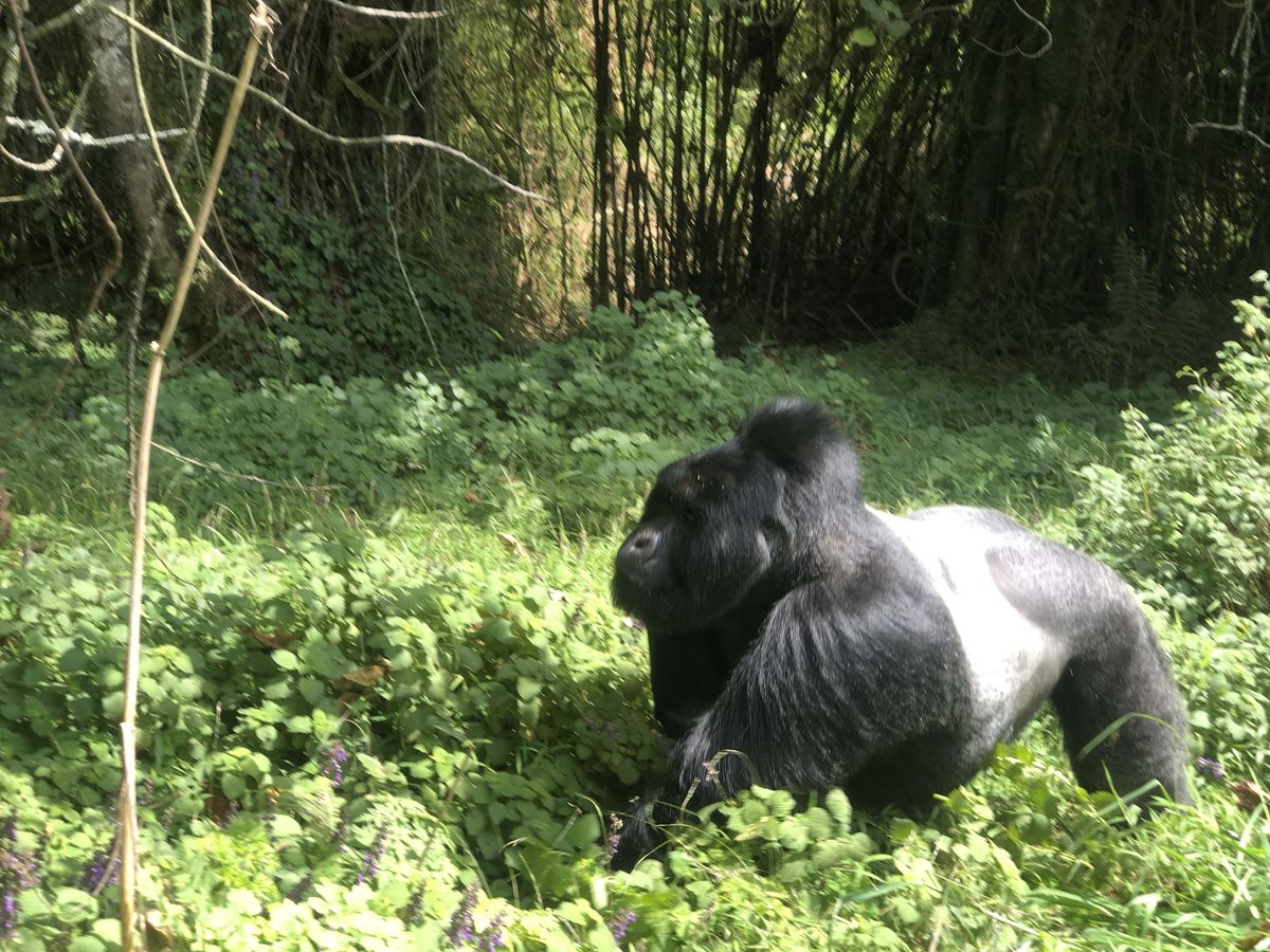 Explore Burundi, Rwanda & Uganda Africa