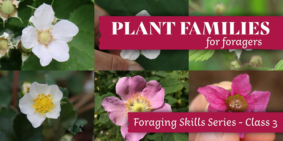 Plant Families for Foragers