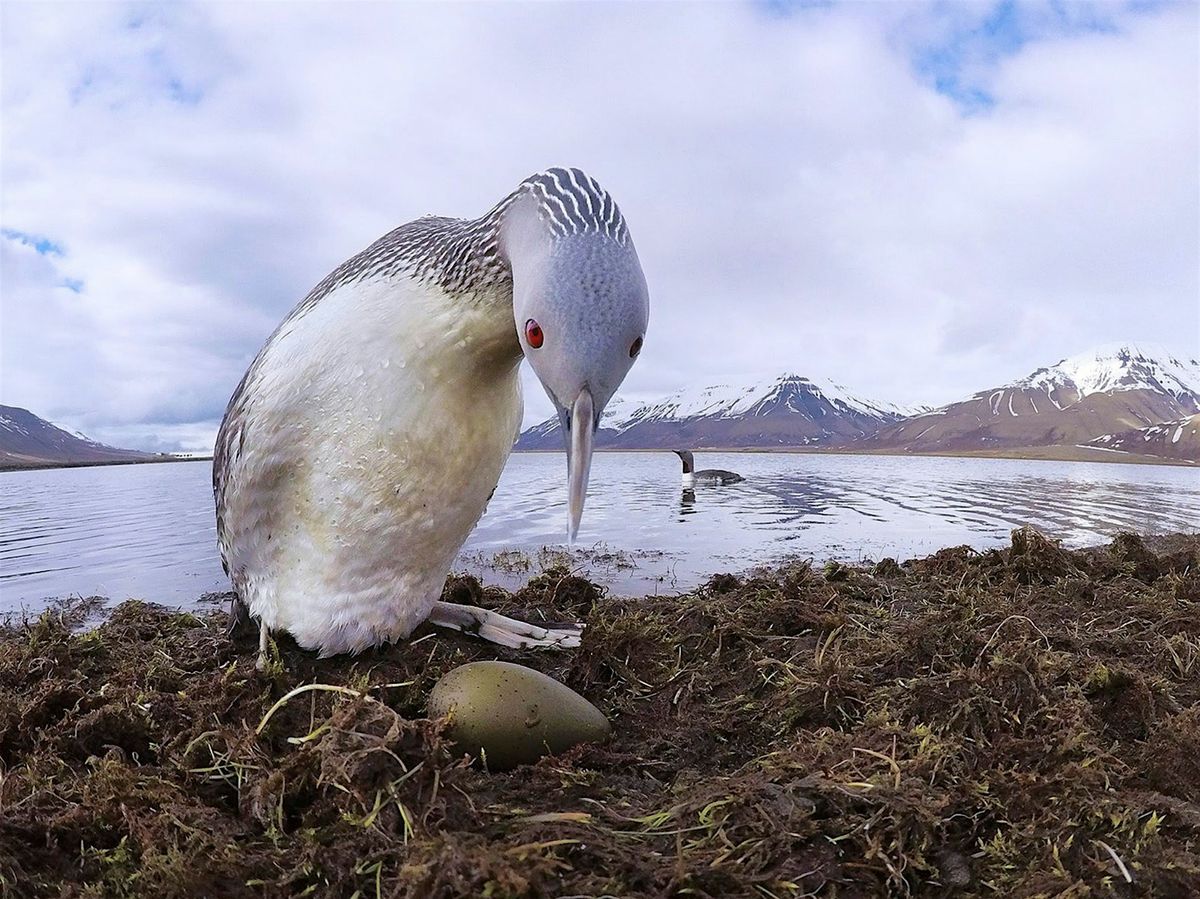 Arctic Bird Photography Talk with Paul Alistair Collins