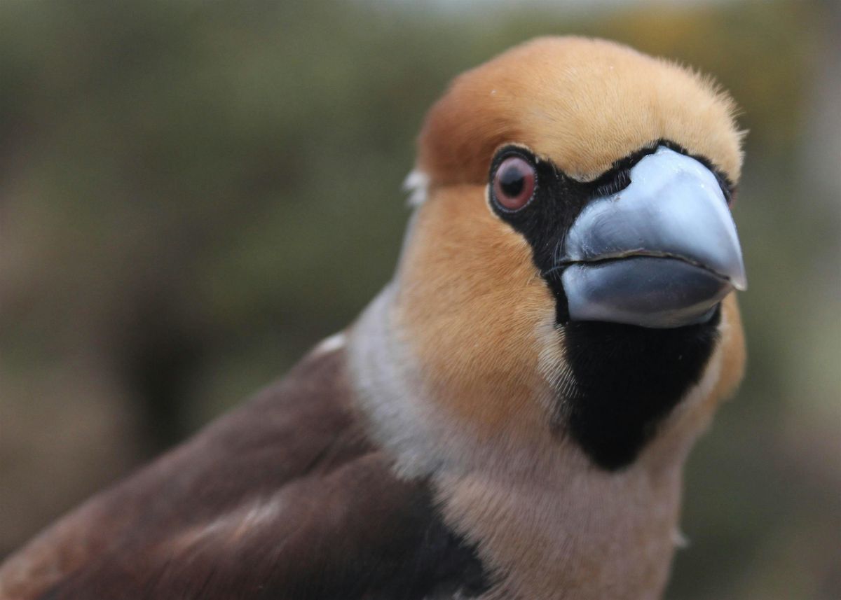 Local Volunteer Event: Woodland Birds of the New Forest