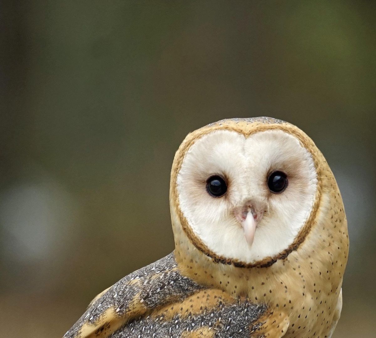 Get Schooled: Barn Owls