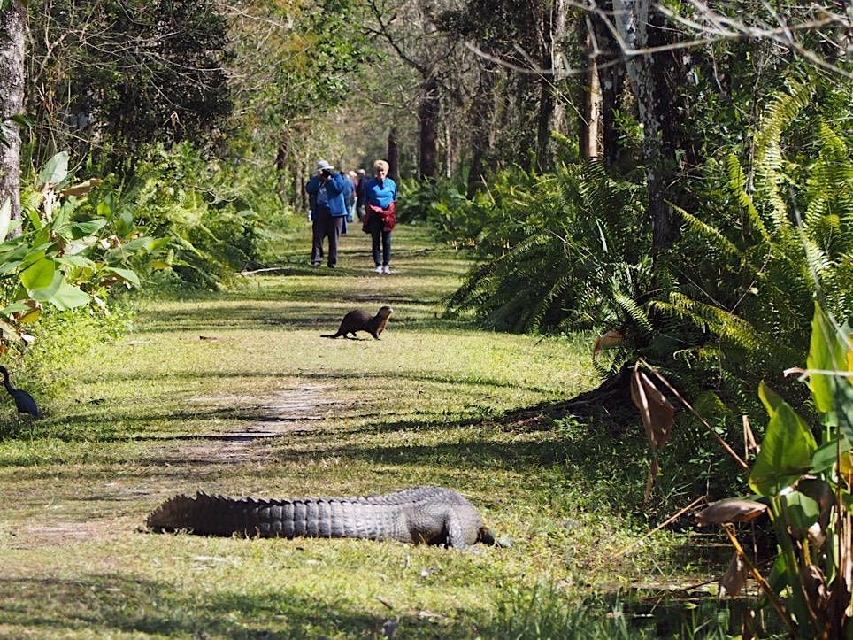 Guided Bike Ride: CREW Bird Rookery Swamp (12 Miles)