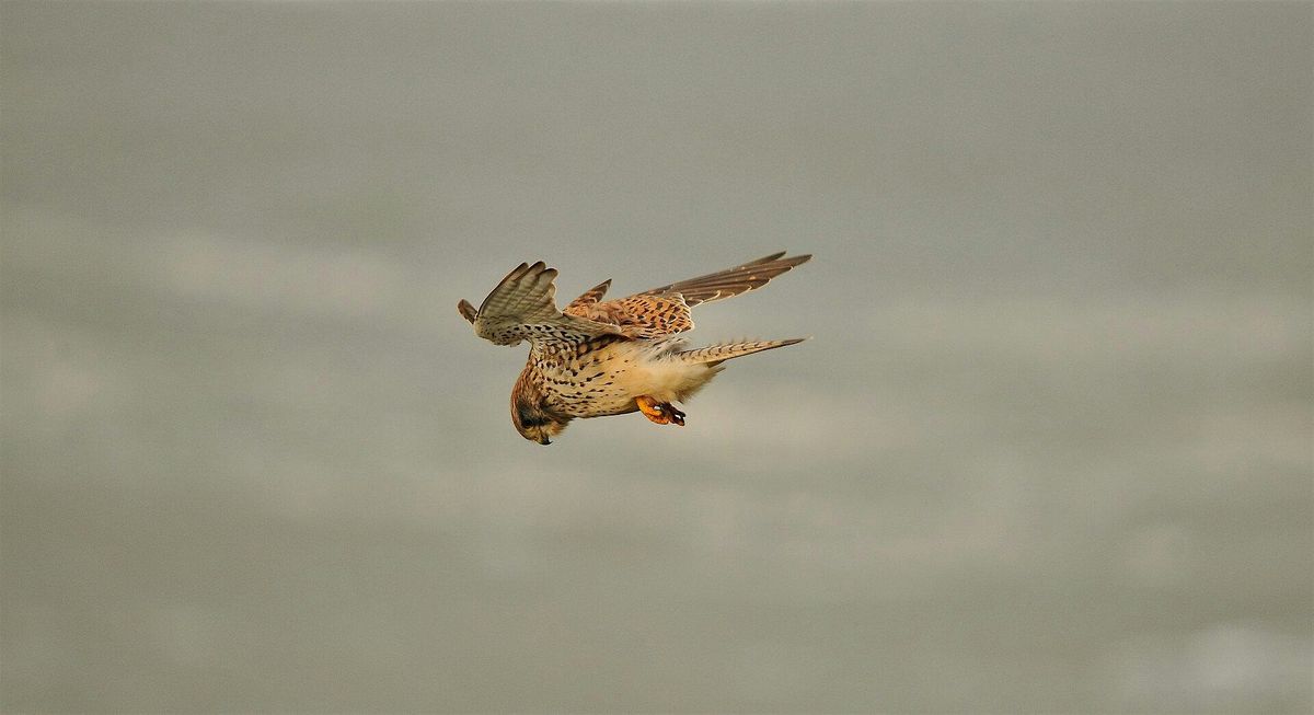 Adult talk - Capturing the Wild - An Insight into Wildlife Filmmaking, Woolley Firs Maidenhead, 4 December