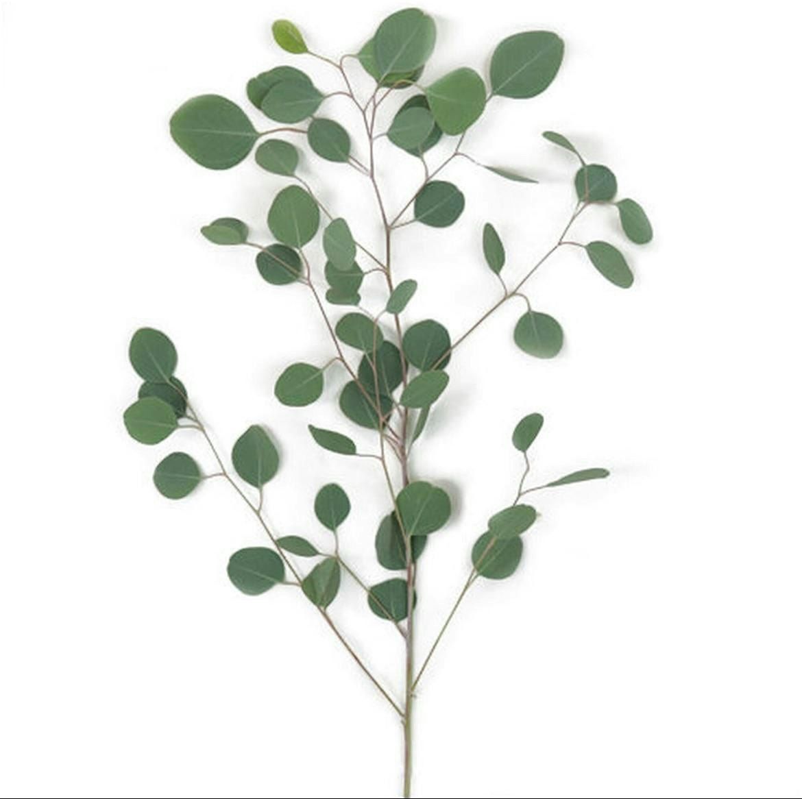 Crepe Paper Eucalyptus Branches