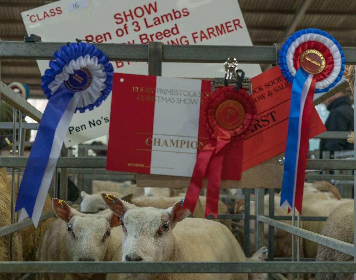 51st Rugby Primestock Show and Sale