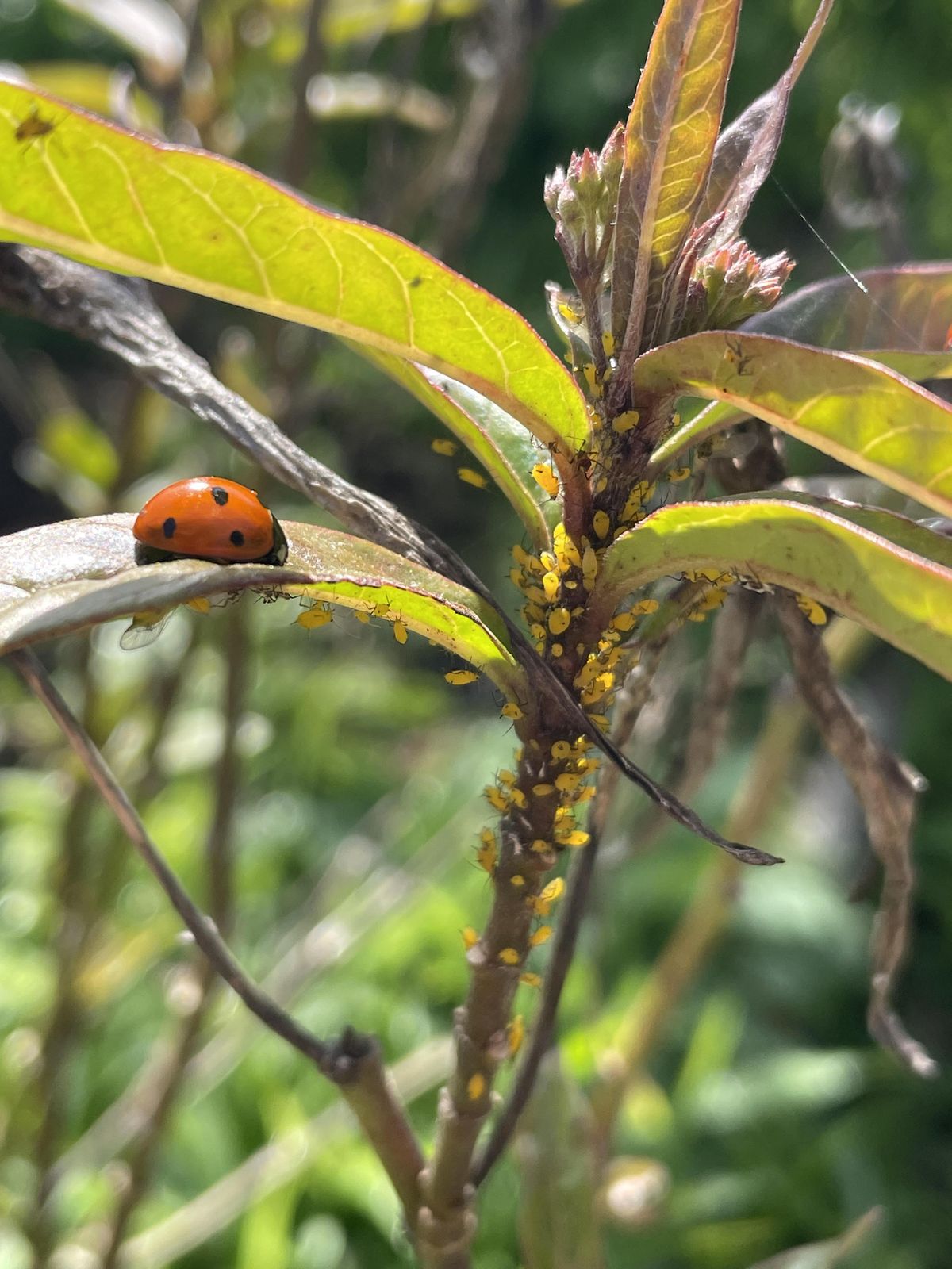 Eco-Friendly Garden Pest Management