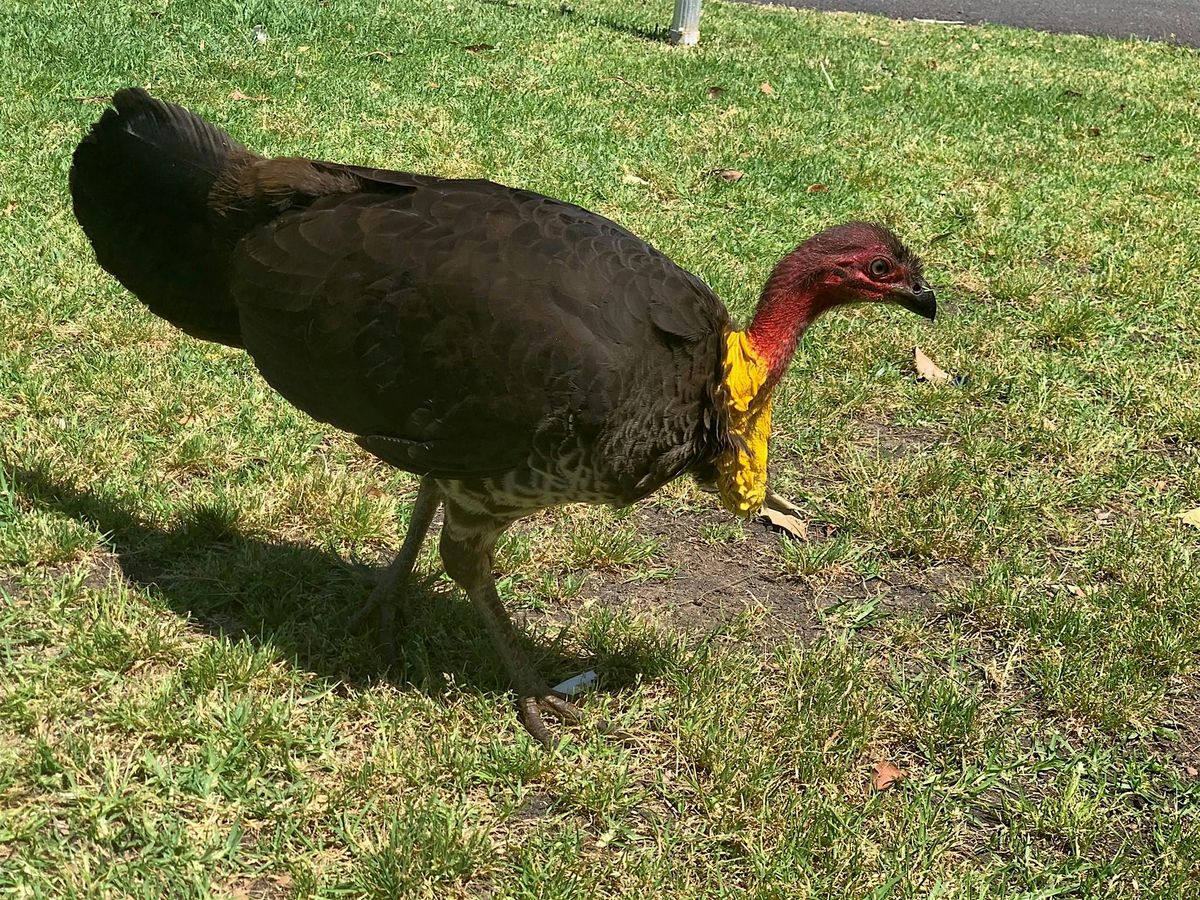 Brush Turkey Workshop