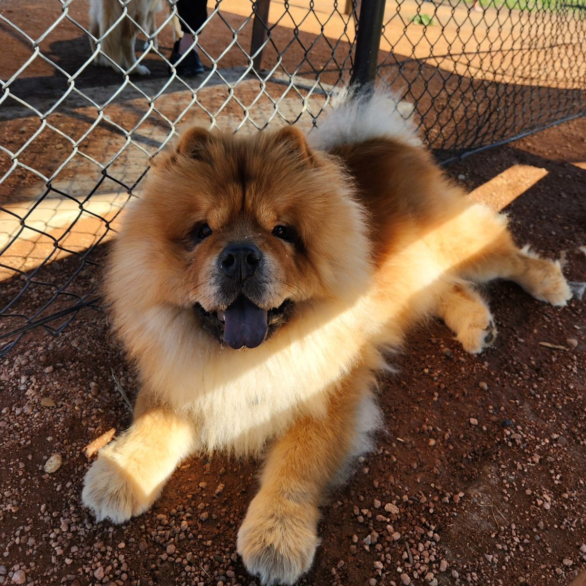 Chow Chow Meetup - Winter Edition 