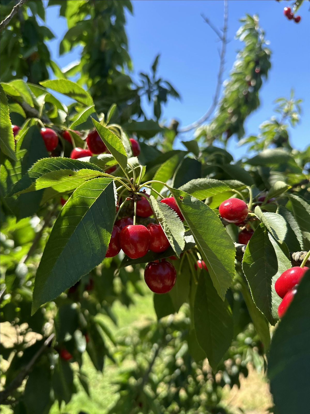 Winter Fruit Tree Planting, Selection and Care