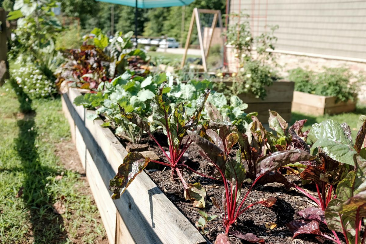 Growing Vegetable Garden Boxes Wild Willow Farm San Diego 15 growing-vegetable-garden-boxes-wild-willow-farm-san-diego-15