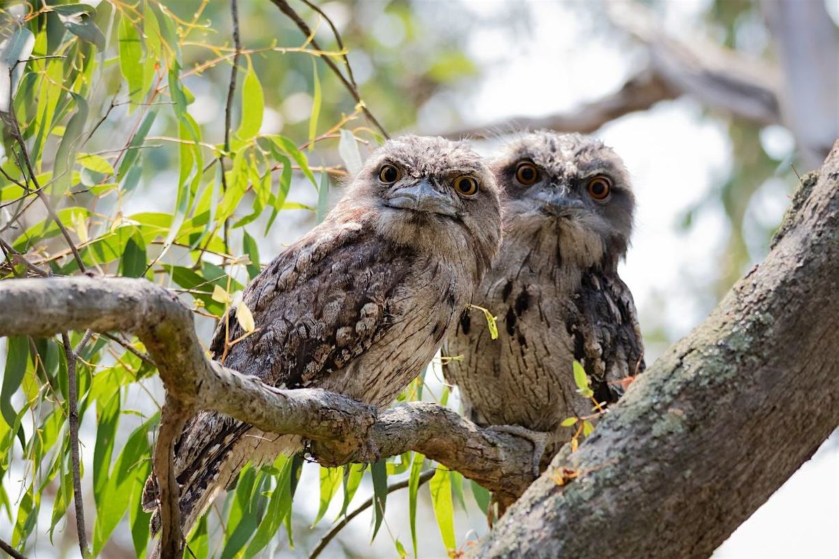 Wildlife Friendly Gardening from Wildlifes Perspective, Frankston South