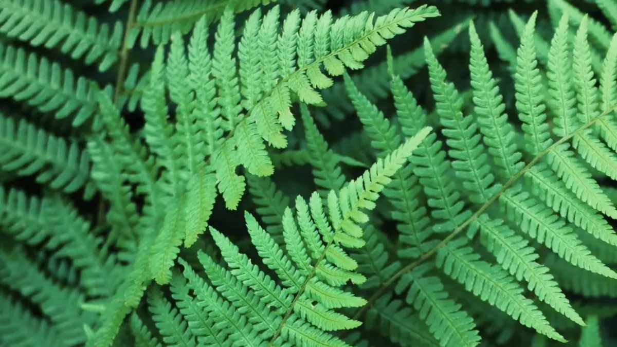 Bastian Bell, Noel in Ciudad de M\u00e9xico