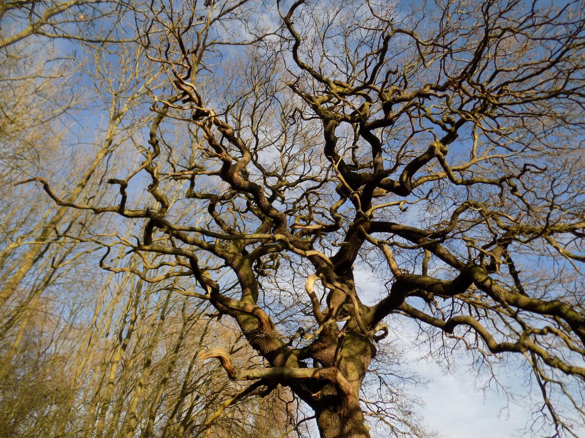 Winter Tree Identification Walking Tour