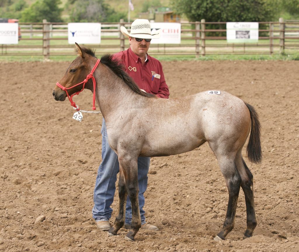 Annual Western Farm Show at Hale Arena