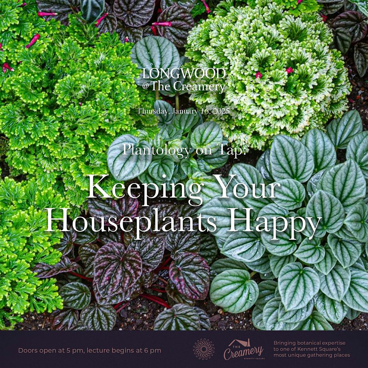 Plantology on Tap: Keeping Your Houseplants Happy