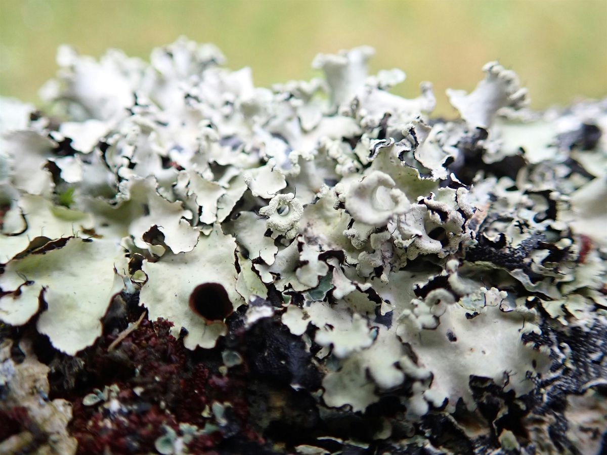 Introduction to Lichens - Central Park, Plymouth