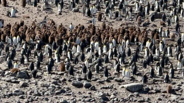 A Journey to the Antarctic Oceans