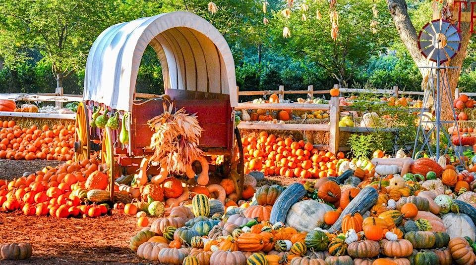 Autumn Walk at the Dallas Arboretum