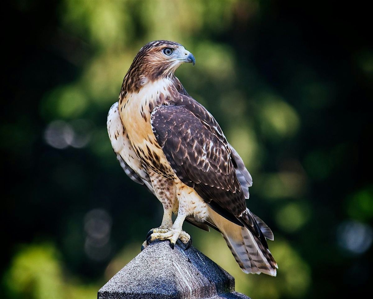 Birding in Peace