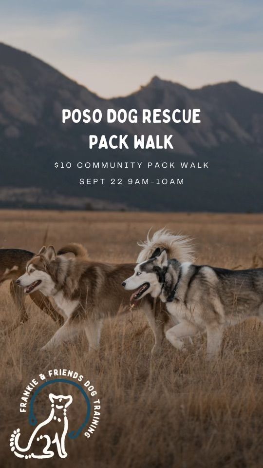 POSO Pack Walk by Frankie and Friends Dog Training 