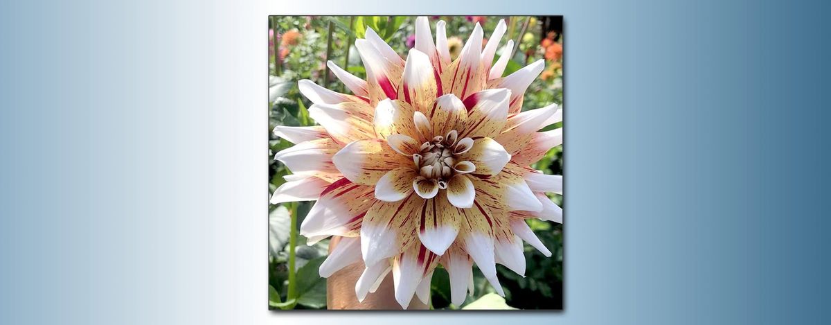 Preparing Your Dahlias for Spring Planting presented by Julie Moore*