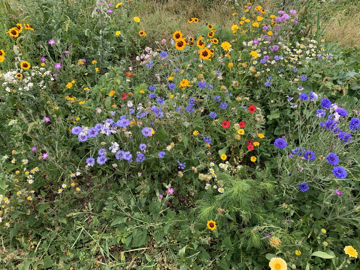 House of Hackney x Hackney Herbal Guerilla Gardening Wildflower Workshop