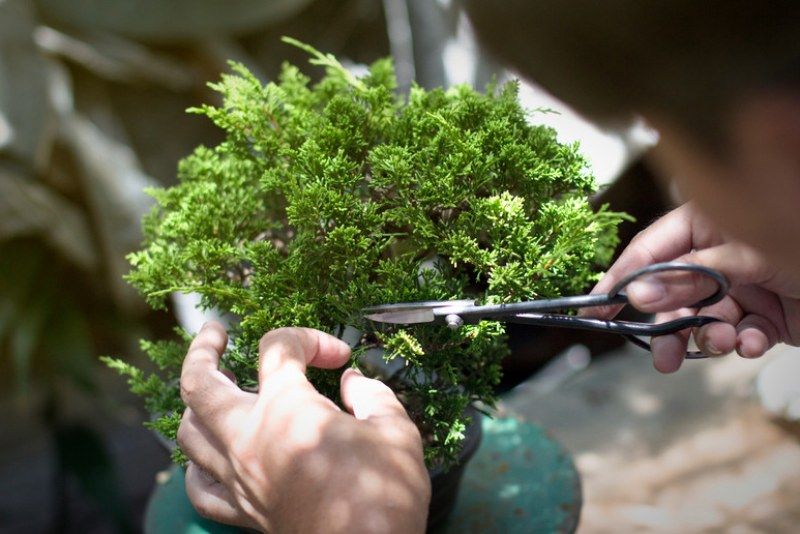 Intermediate Bonsai Class