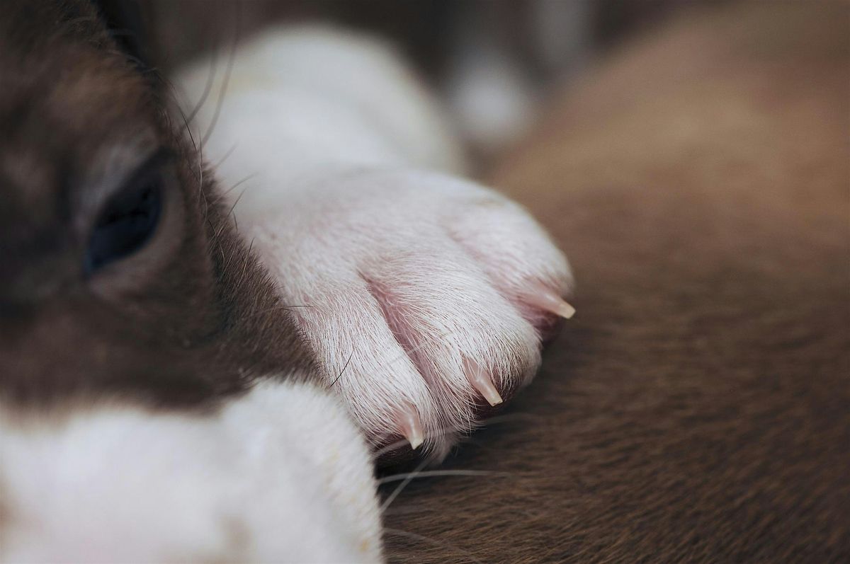 Happy Pet, Happy Home: Nail Clipping