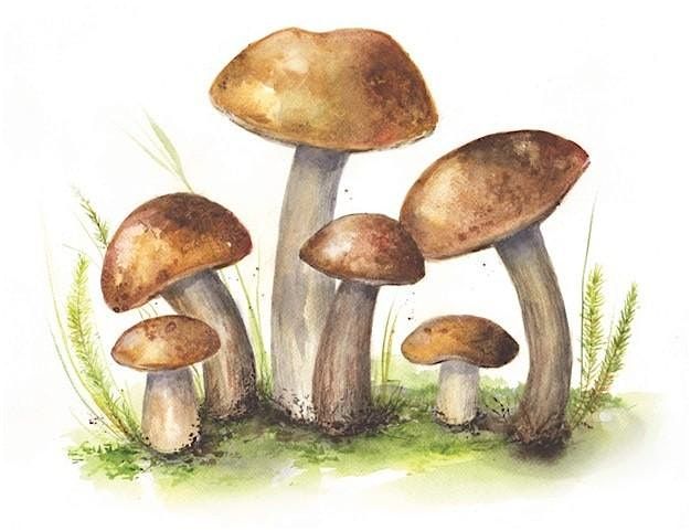 Watercolor: Woodsy Mushroom Scene