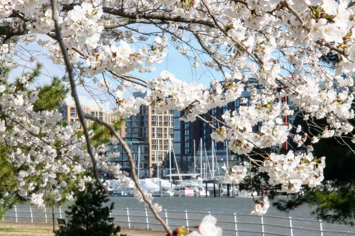 Cherry Blossom Festival Yoga at the Wharf 2022