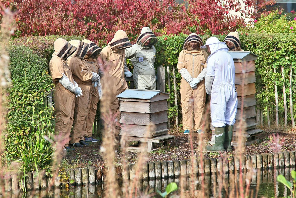 Birmingham Business Park Meet the Bees