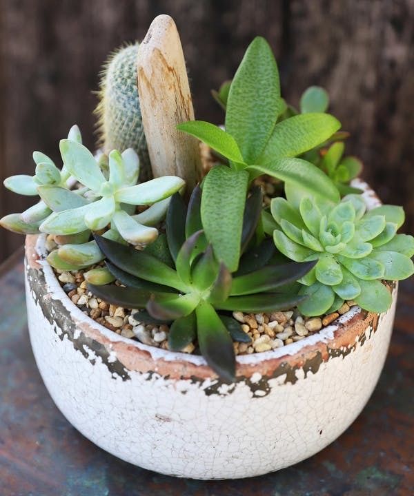 1\/22\/25- Design & Unwind- Succulent Design Class